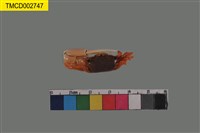 藏品(乳白南方招潮蟹)的圖片